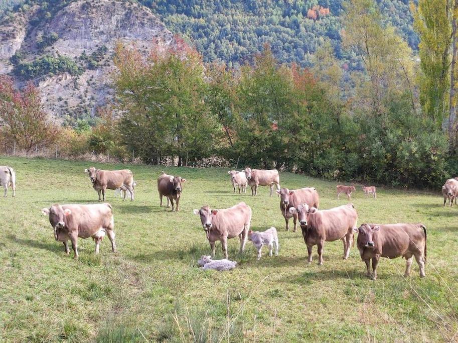 El Refugio De Tena - Tucasaenlospirineos Escarrilla Eksteriør billede